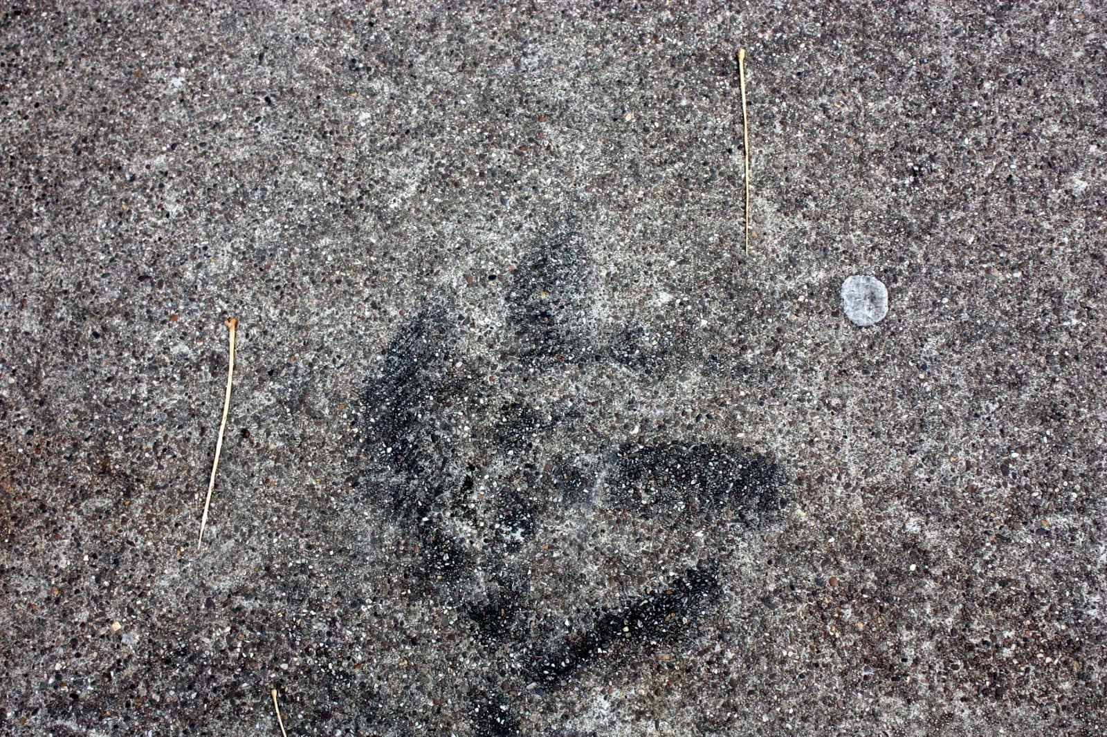 Stelcon B, photo, 2009