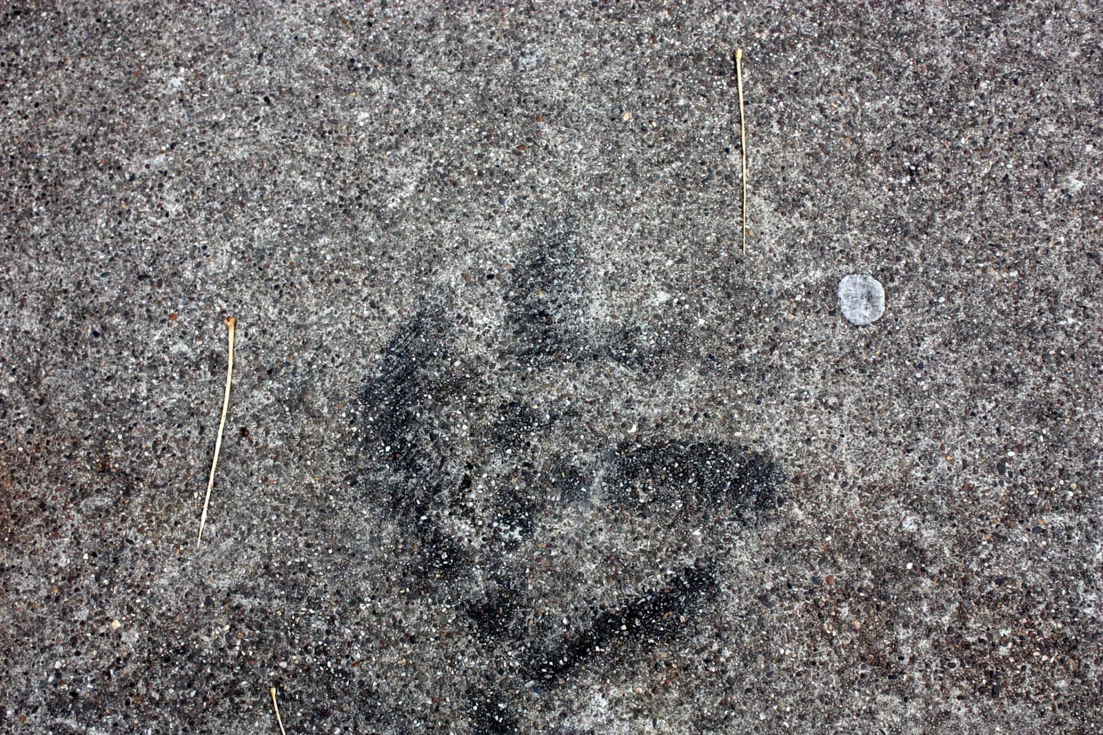 Stelcon B, photo, 2009