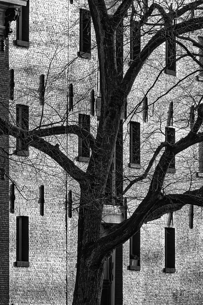 Former brick warehouse and a tree on the Amsterdam Prinsengracht