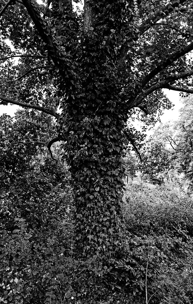 Tree covered, 2022 A tree covered with foliage in the Westerpark, Amsterdam in 2022